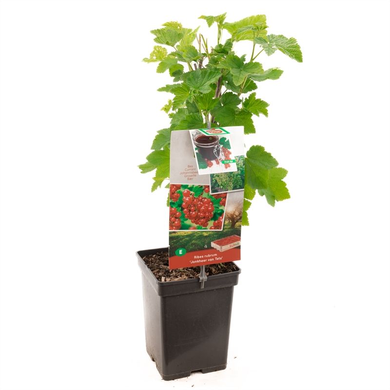 Ribes rubrum Jonkheer van Tets VERS GEPOT, Rode bes, vroeg rijpend, D 18