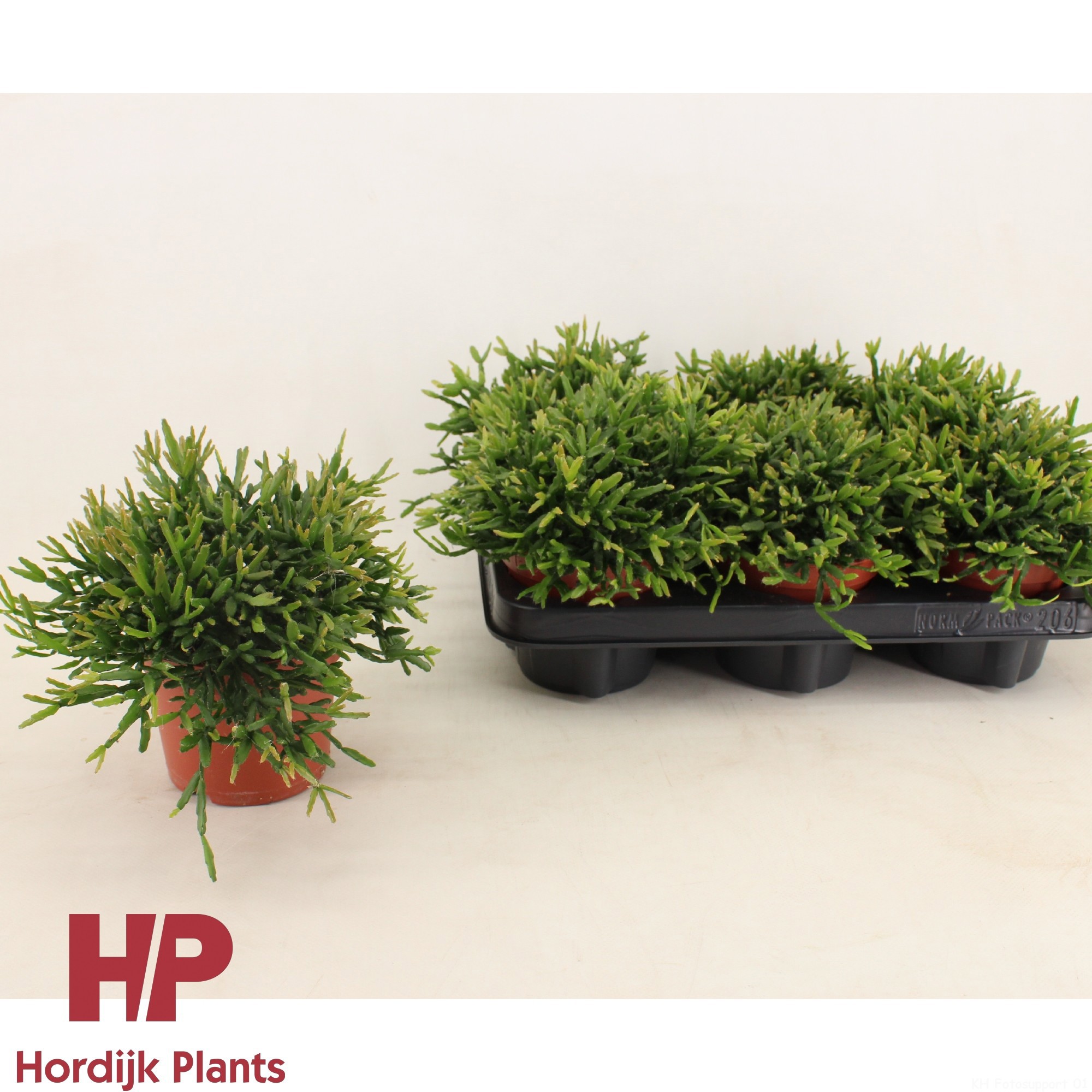 Rhipsalis ewaldiana 12cm, D 12