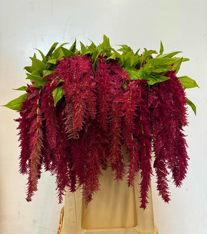 Амарантус Спайдер 75, шт.