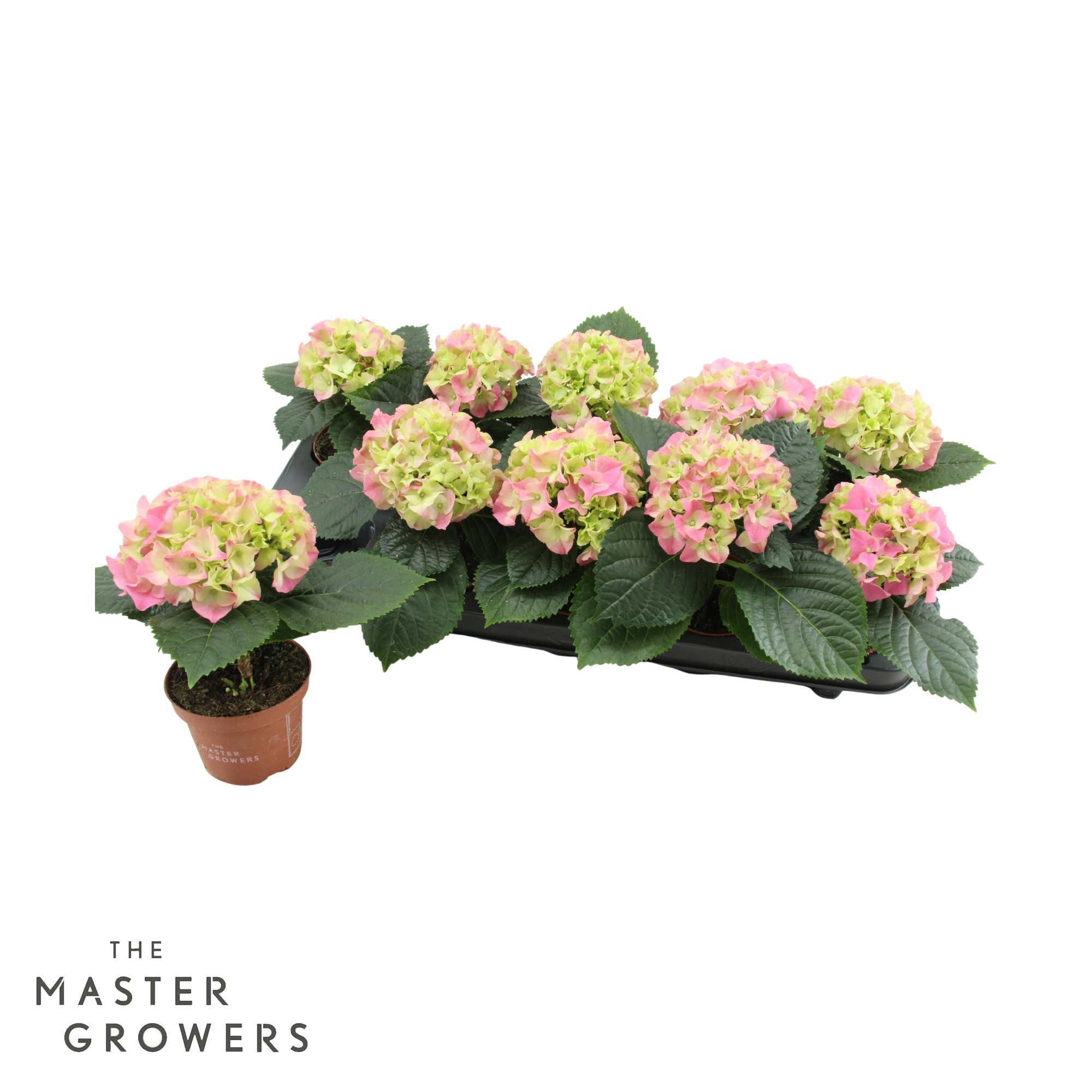 Hydrangea macr. 9cm Rose 1 kopper, D 9