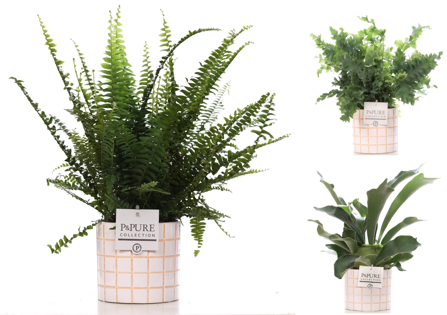 Varens gemengd in P&PURE Pure Tirza ceramics, D 12