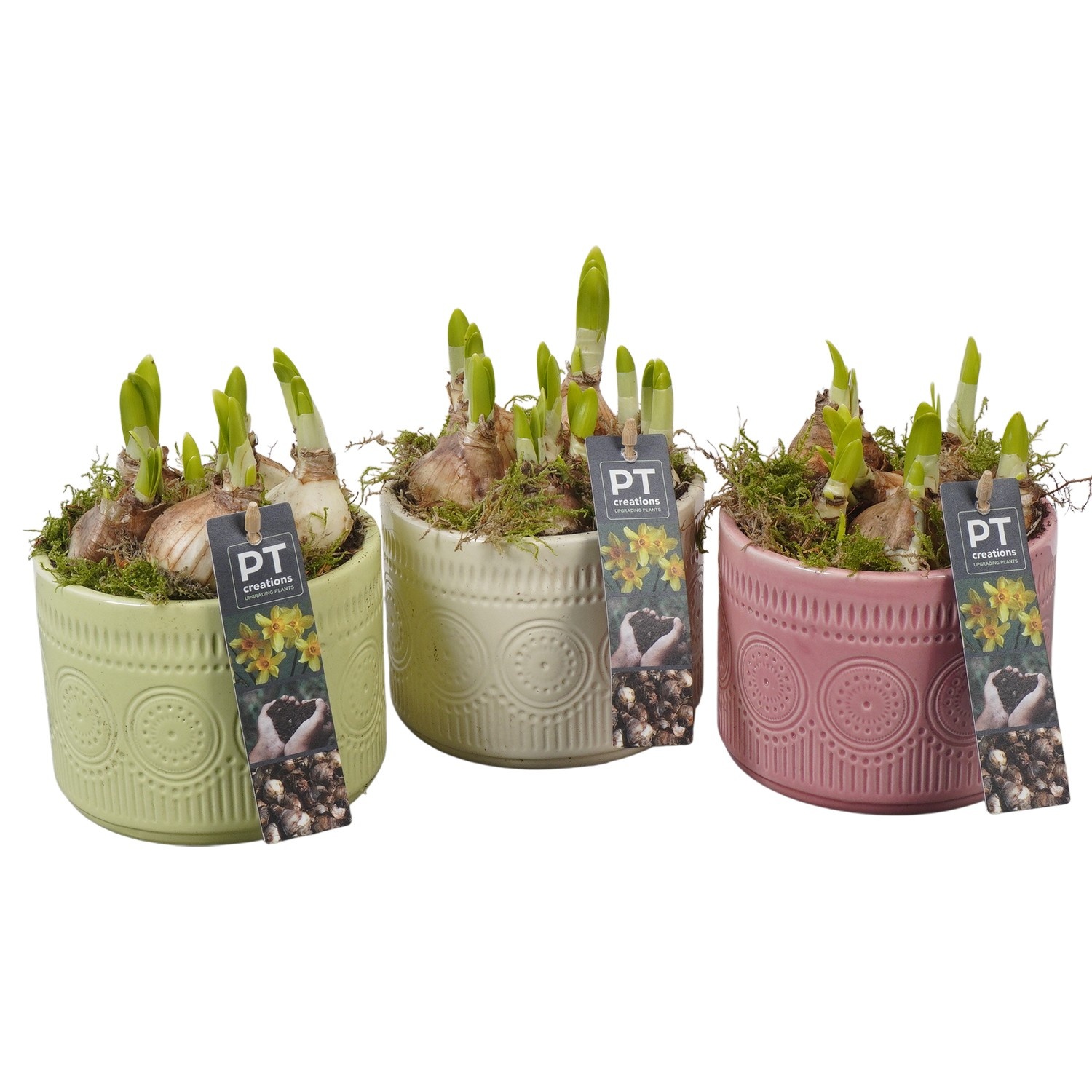 PTN8719 Arrangement Narcissus in keramiek pot, D 12