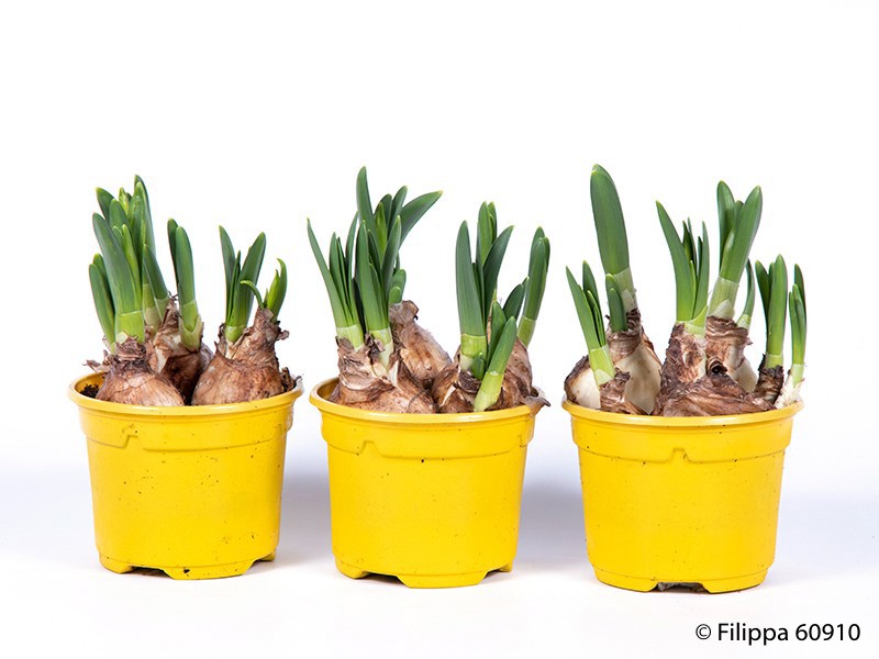 NARCISSUS CYCLAMINEUS 'TETE-A-TETE', D 9