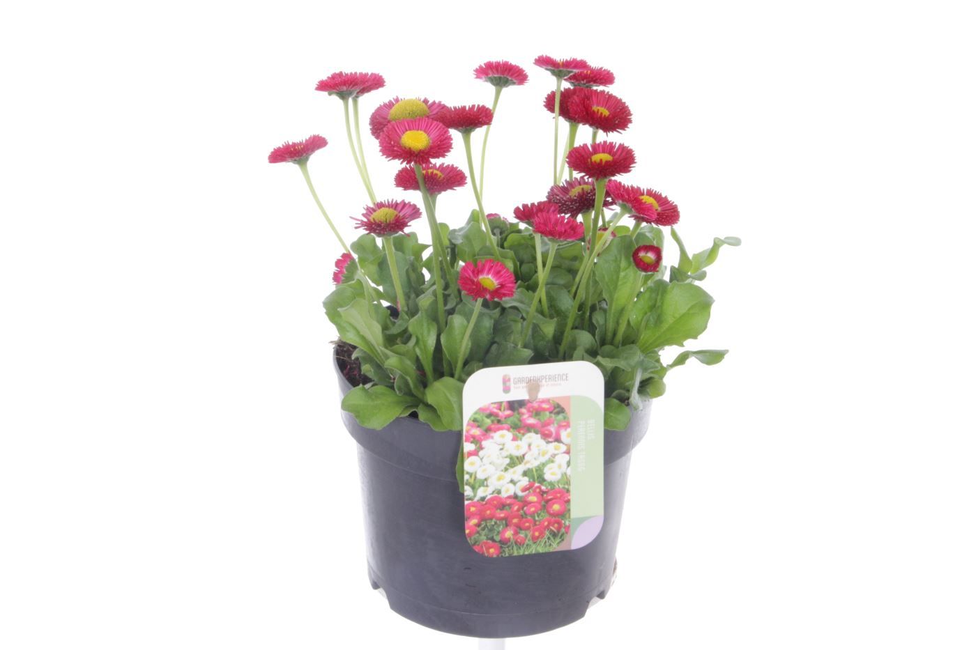 Bellis perennis Tasso Red, D 17