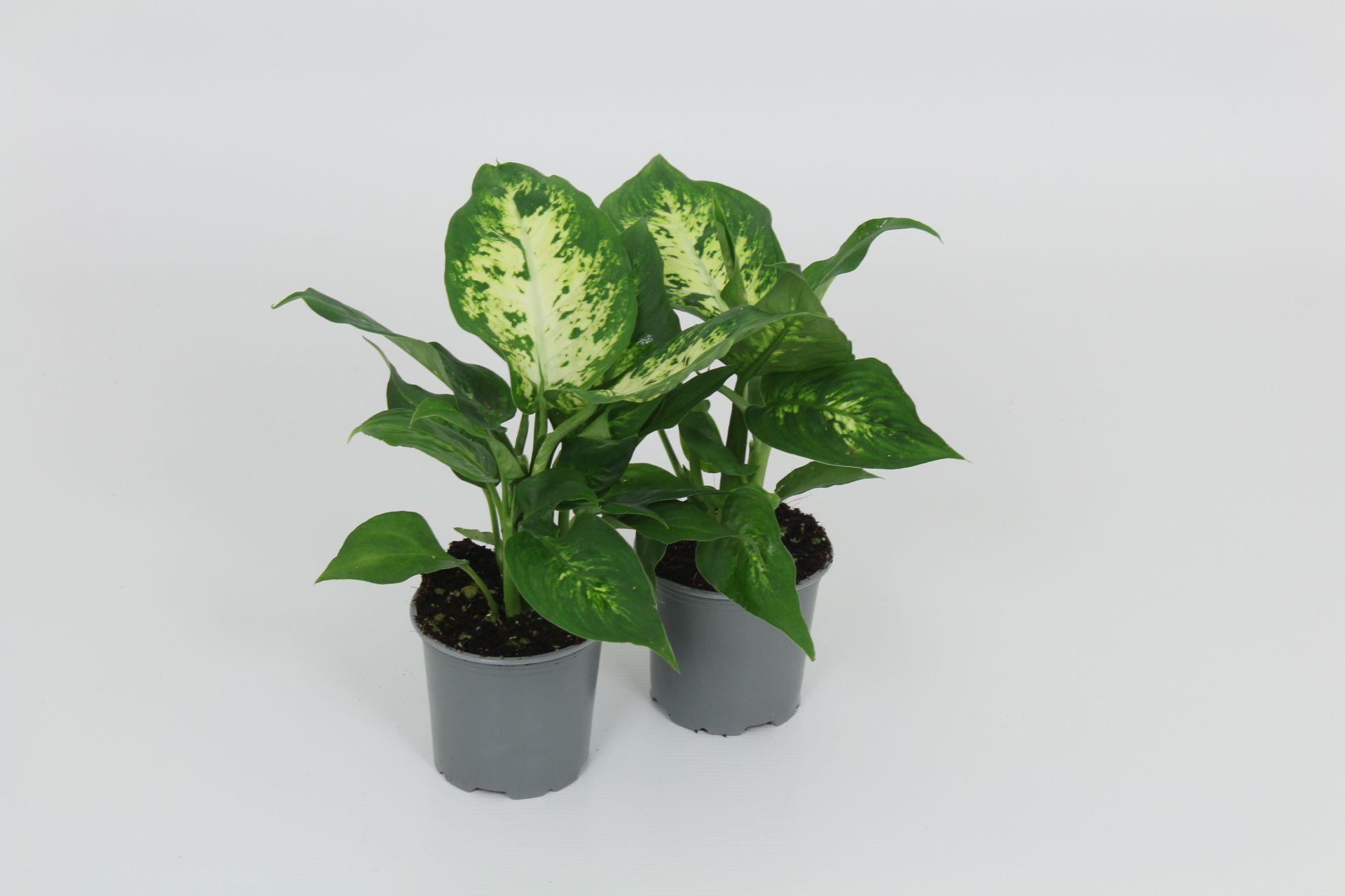 Dieffenbachia Compacta 8,5 cm, D 8,5