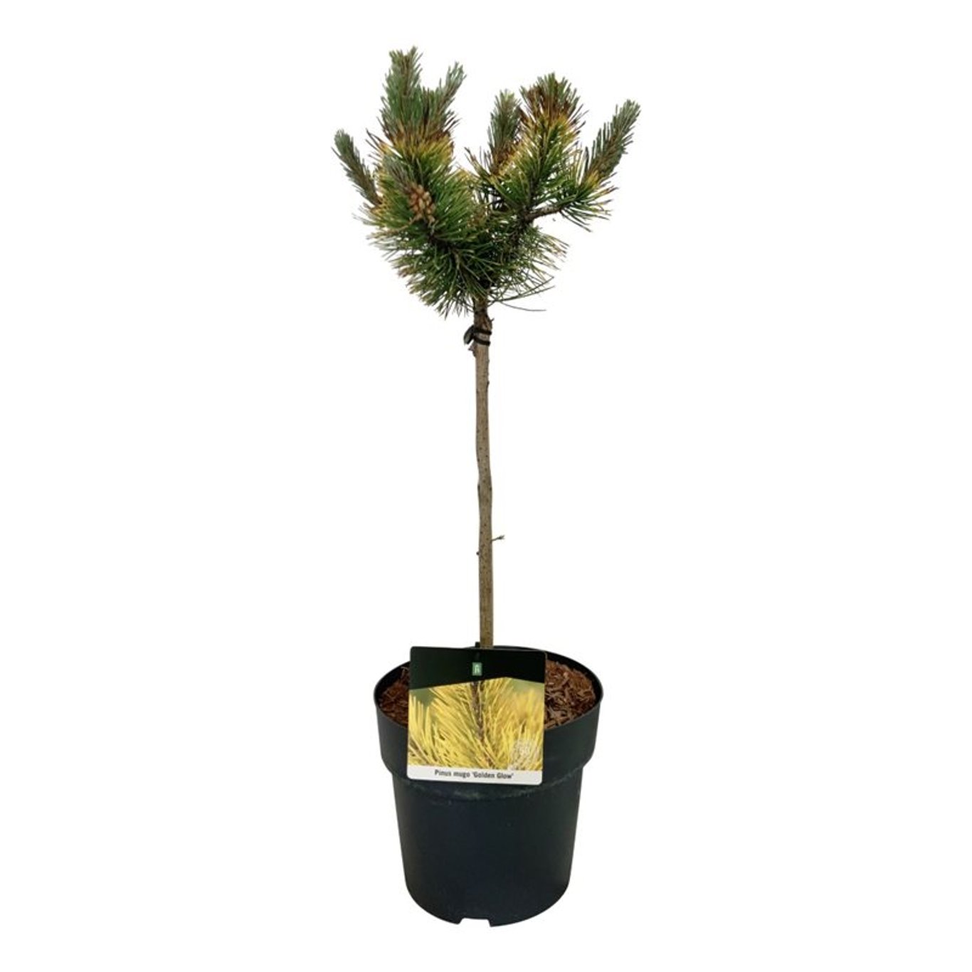 Pinus mugo 'Golden Glow', D 23