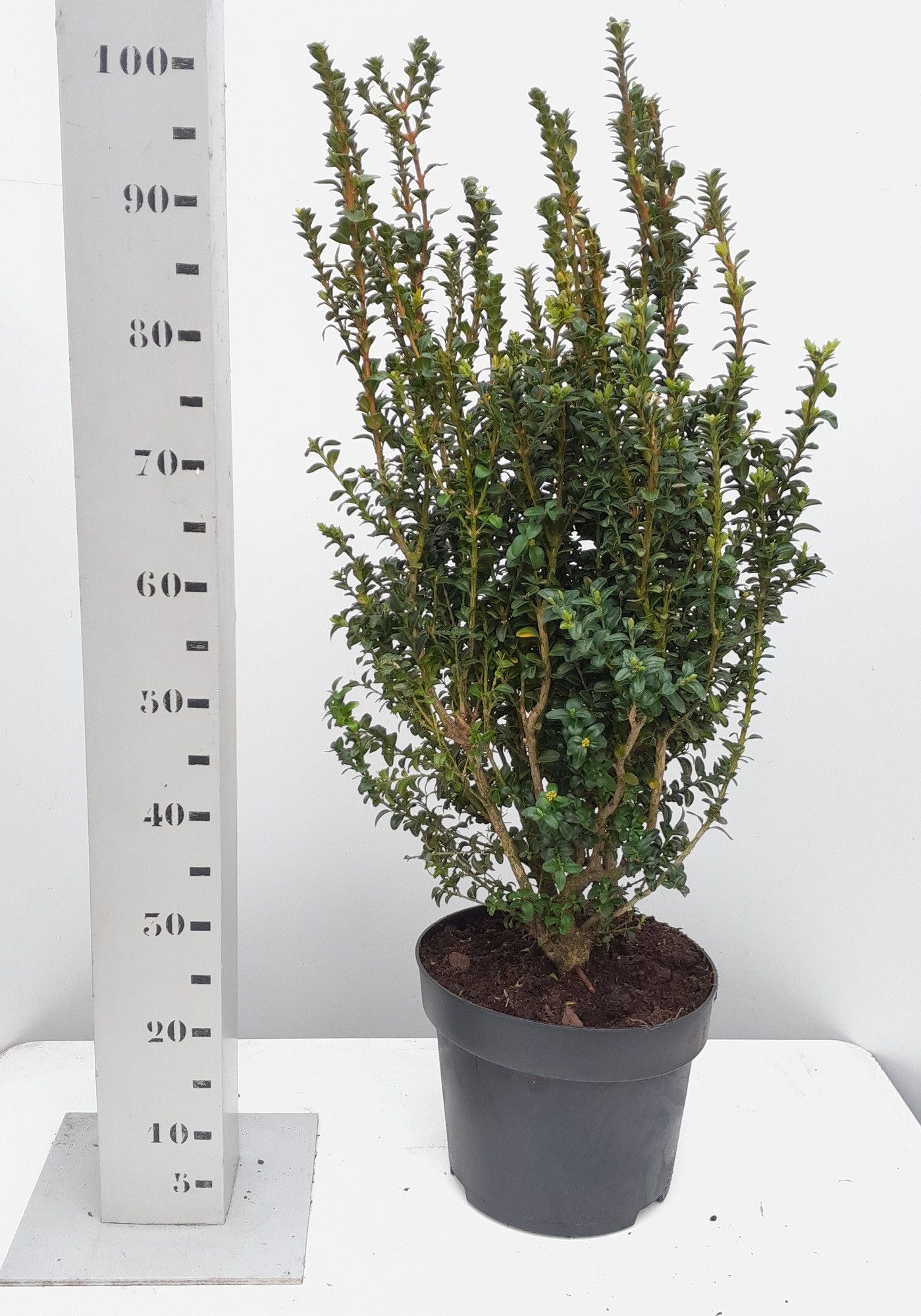 Buxus sempervirens 'Handsworthiensis' 60-80 struik, D 29