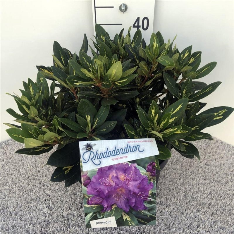 Rhododendron 'Goldflimmer', D 29