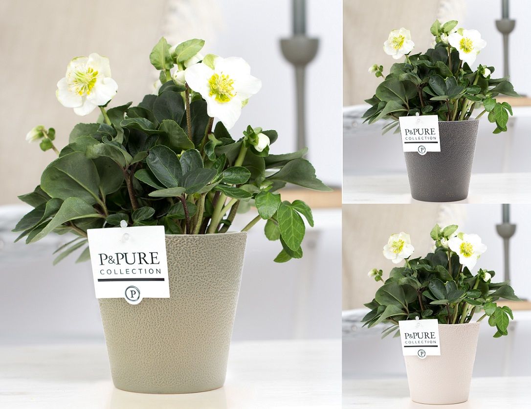 1st class Helleborus "Xmas C." in P&PURE Ruby ceramics ass. 3, D 12 cm 1st class Helleborus "Xmas C." in P&PURE Ruby ceramics ass. 3, D 12 cm