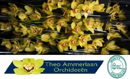 Цимбидиум Еллоу Кэб x9 60, шт.