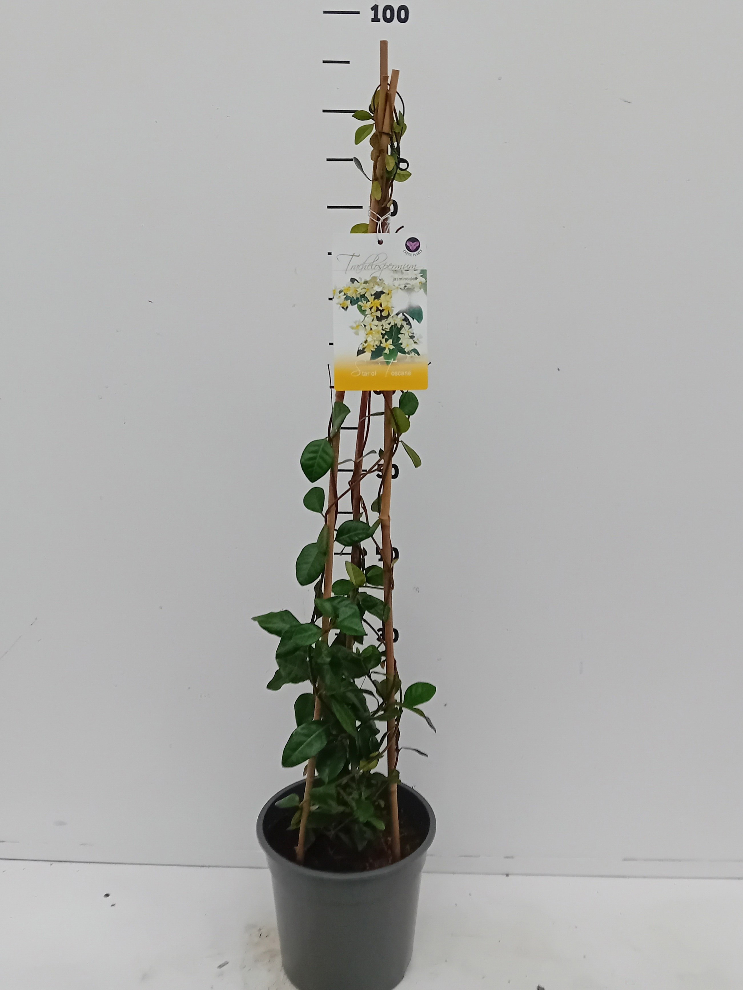 Trachelospermum jasminoides Star Of Toscane, D 19