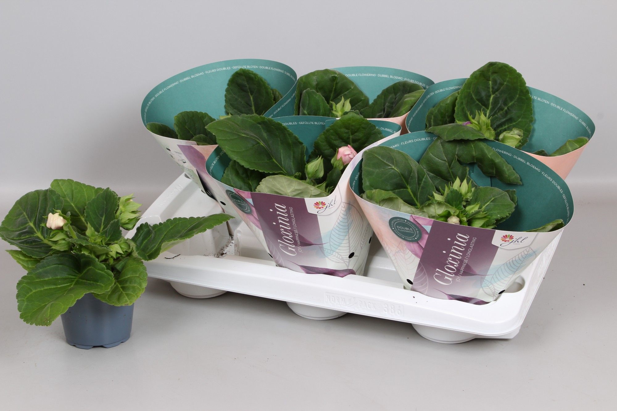 Sinningia gemengd, D 12