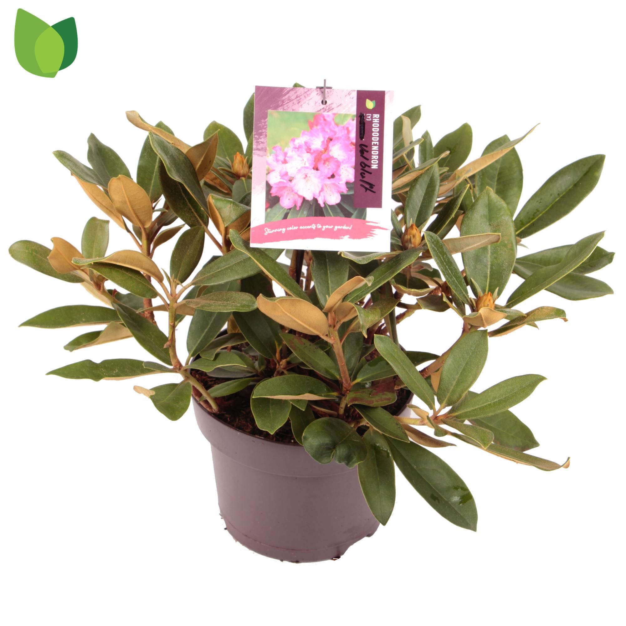 Rhododendron yakushimanum 'Volblutt' C5/P23, D 23