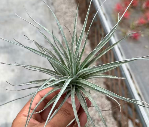 Гузмания Маршмаллау 6 12