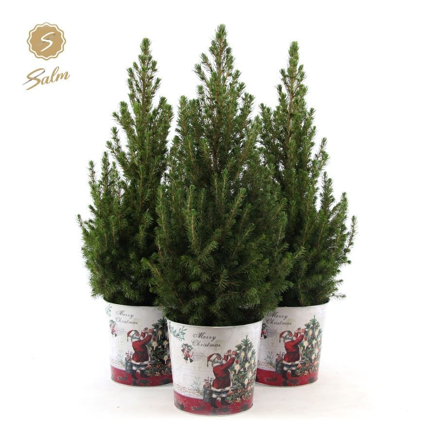 Picea gl. 'December'® P19 in Zinc Santa, D 21 cm