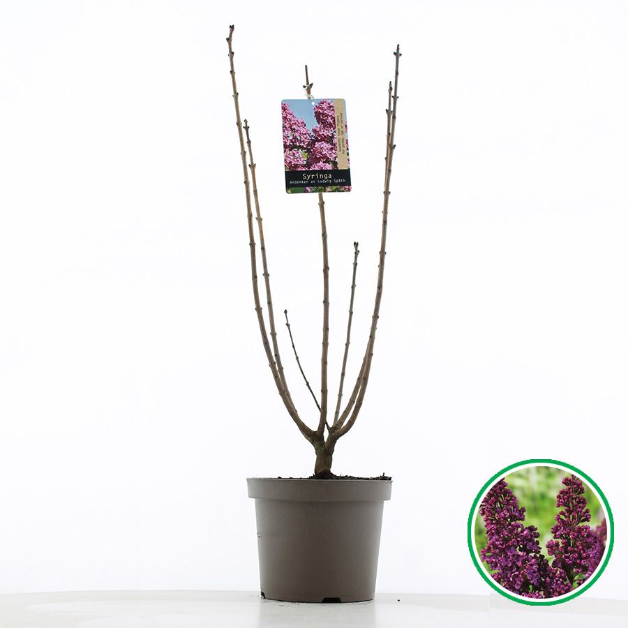 Syringa vulgaris 'Andenken an Ludwig Späth' C7.5 (26cm.), D 26
