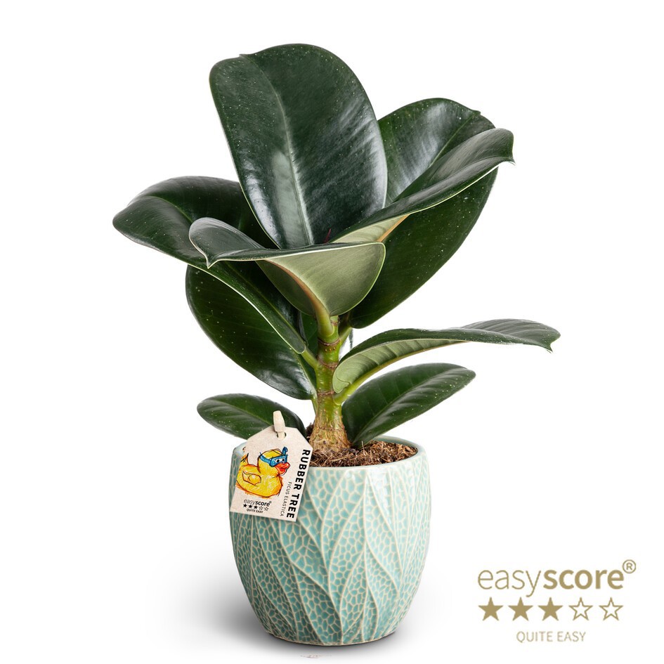 Leaf Ocean, Ficus elastica ´Sofia´, D 10