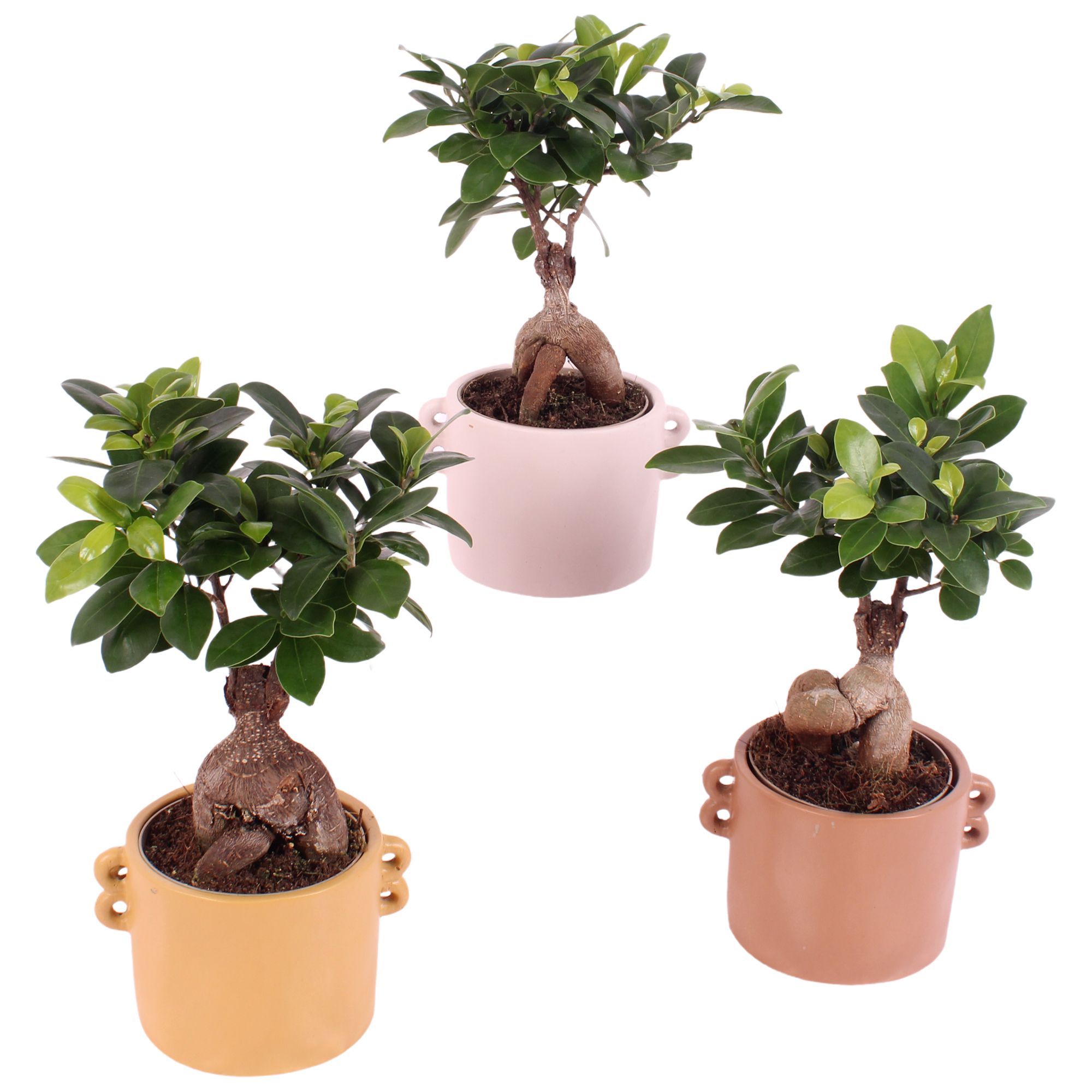 Ficus m. Ginseng Ball Shape Ø09cm in Ø13cm Ceramic EV562, D 13