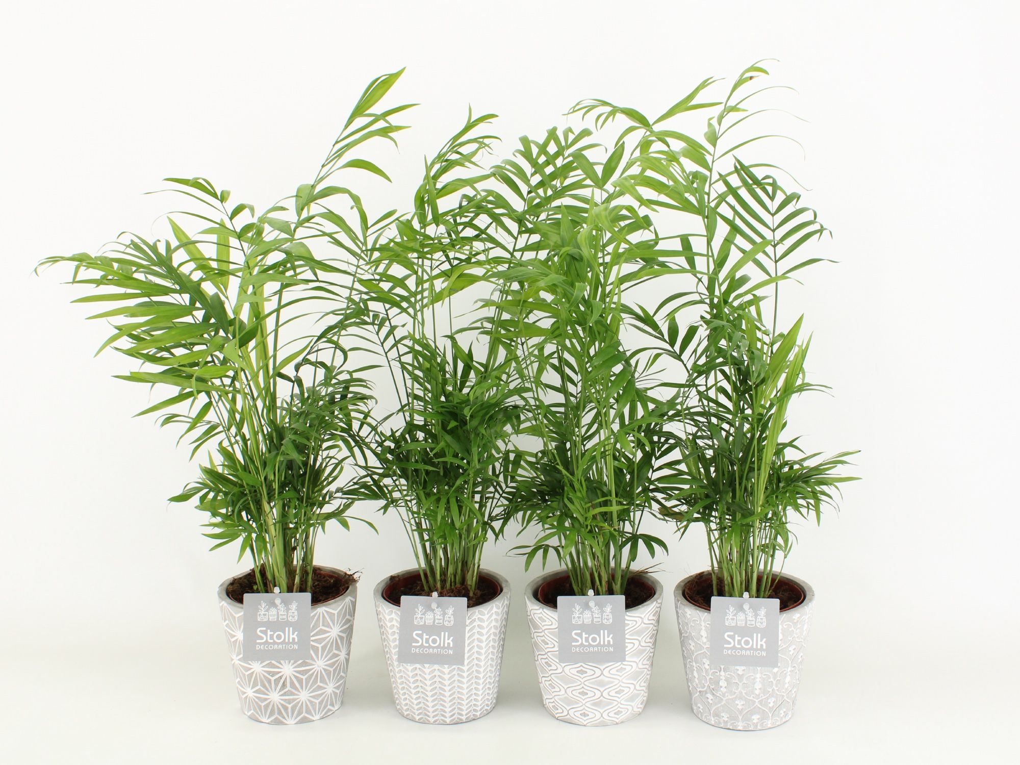 Chamaedorea in star pot, D 13