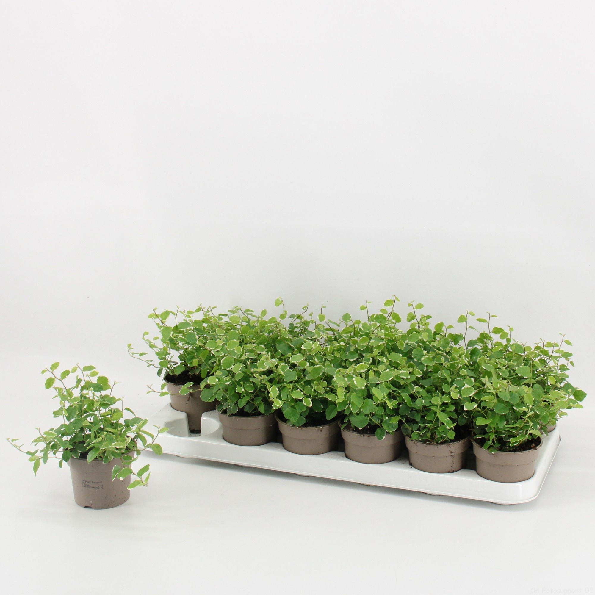 Ficus Pumila 9cm 'White Sunny', D 9