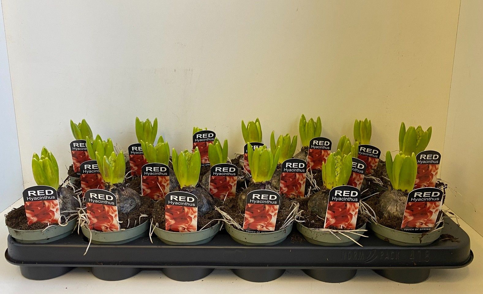 9 cm Hyacint Jan Bos in olijfgroene pot, D 9