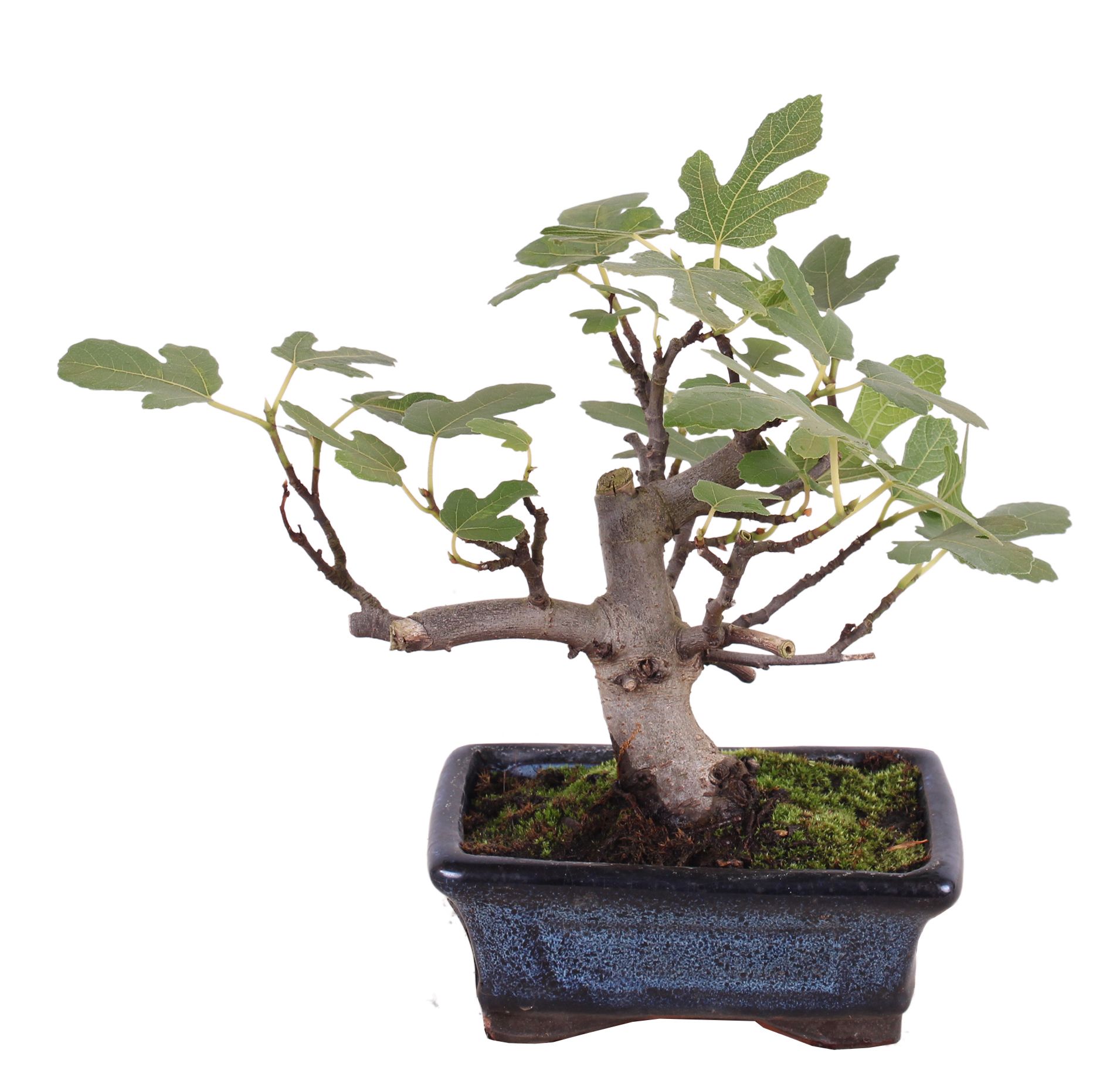Bonsai Outdoor Deluxe Ficus carica ø15cm, D 15 cm