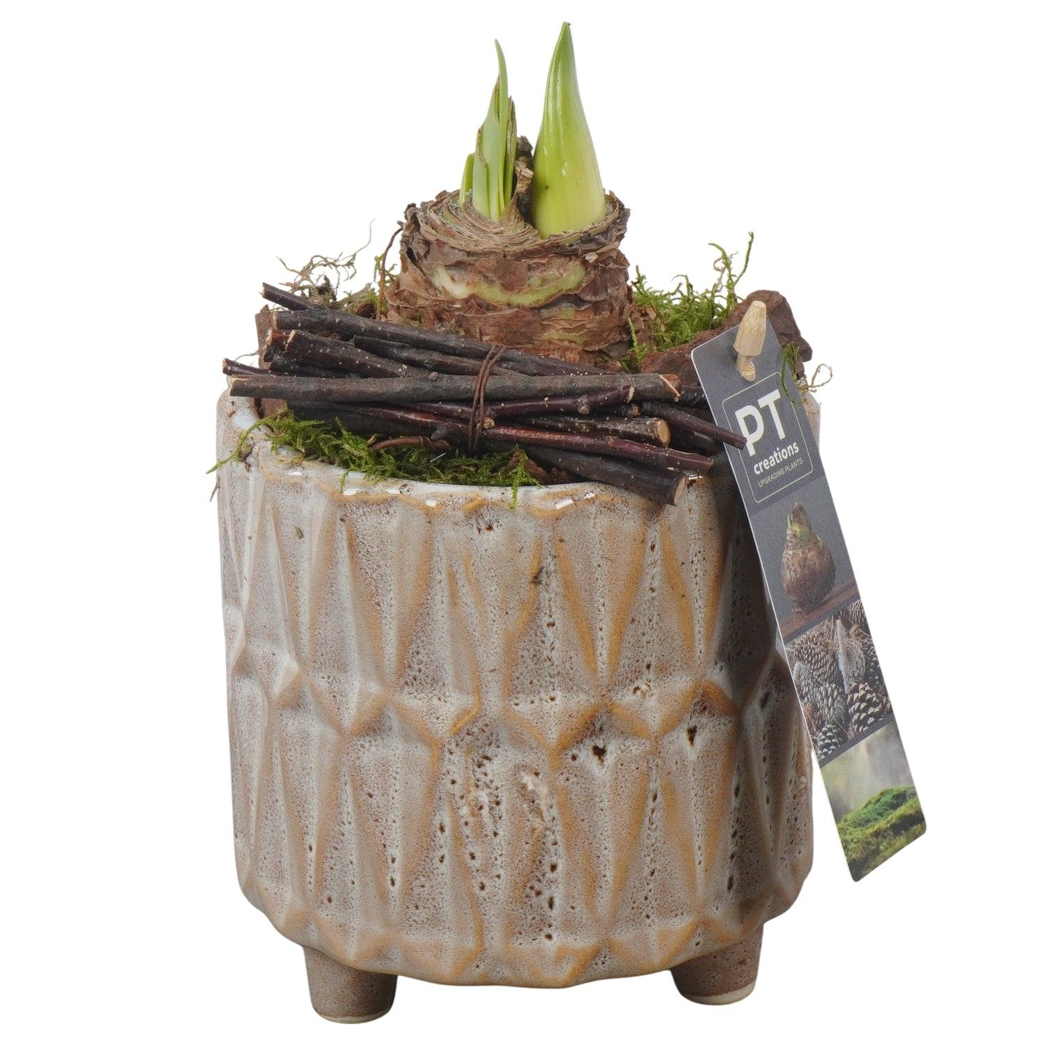 PTAA7503 Arrangement Amaryllis in keramiek pot, D 12 cm