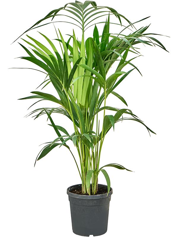 Kentia (Howea) forsteriana, D 19 cm