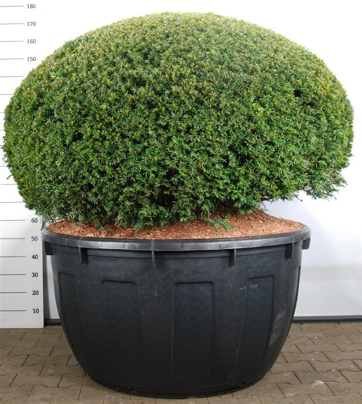Taxus baccata, D 110