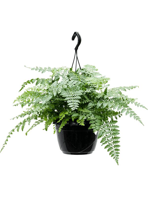 Asplenium dimorphum 'Parvati', D 20