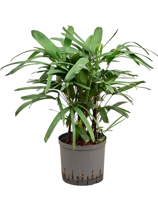 Rhapis excelsa, D 22