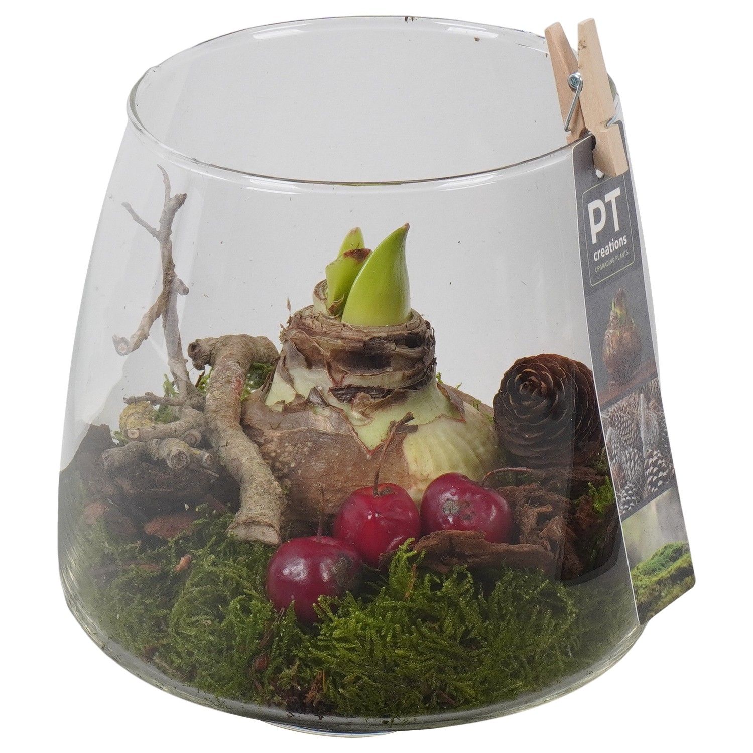 PTAA7570 Arrangement Amaryllis in glazen vaas, D 14 cm