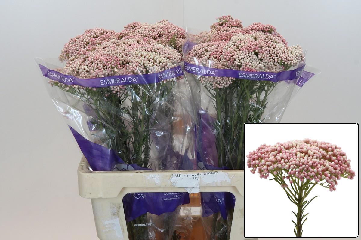 Озотамус Кукс Молл Пинк 60, шт.