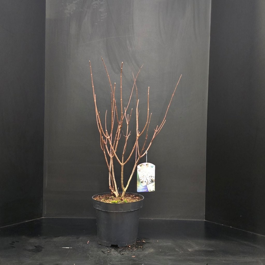 Hydrangea paniculata Silver Dollar, D 26