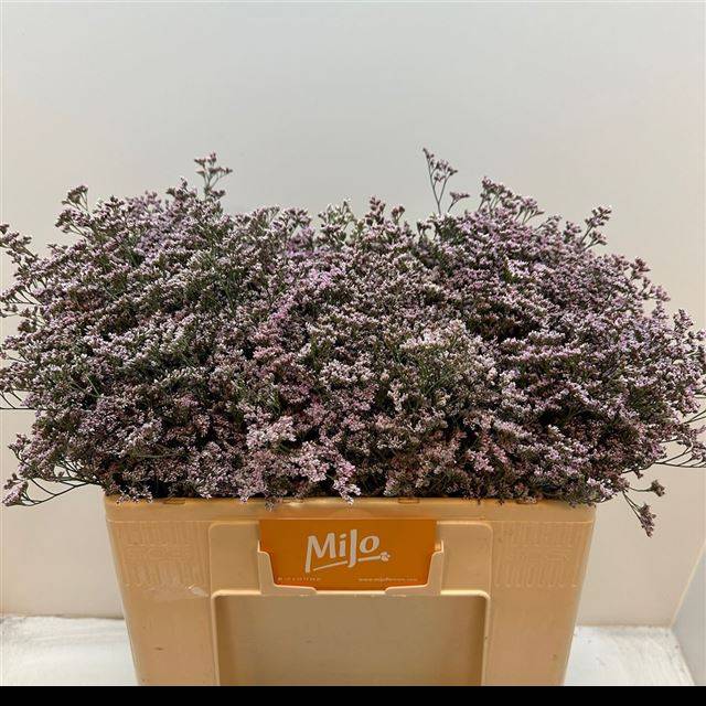 Лимониум Сафора Оши Пинк 50, шт.