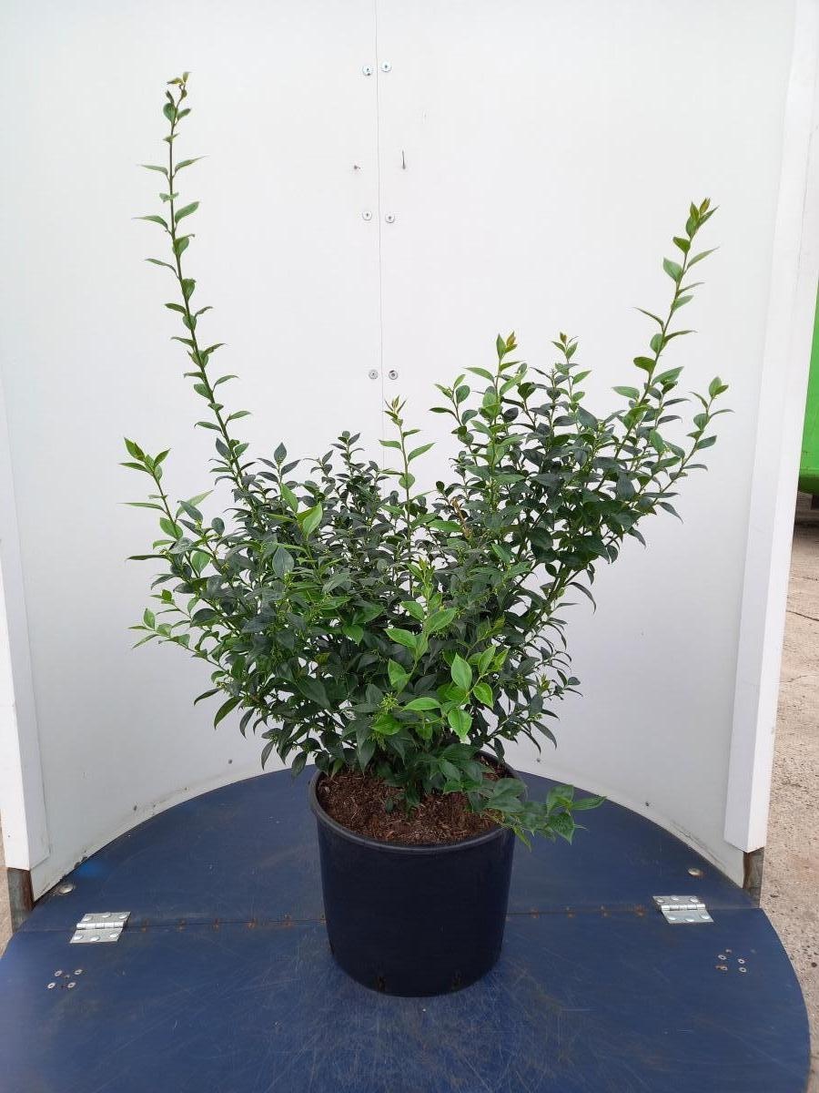 Sarcococca ruscifolia, D 40