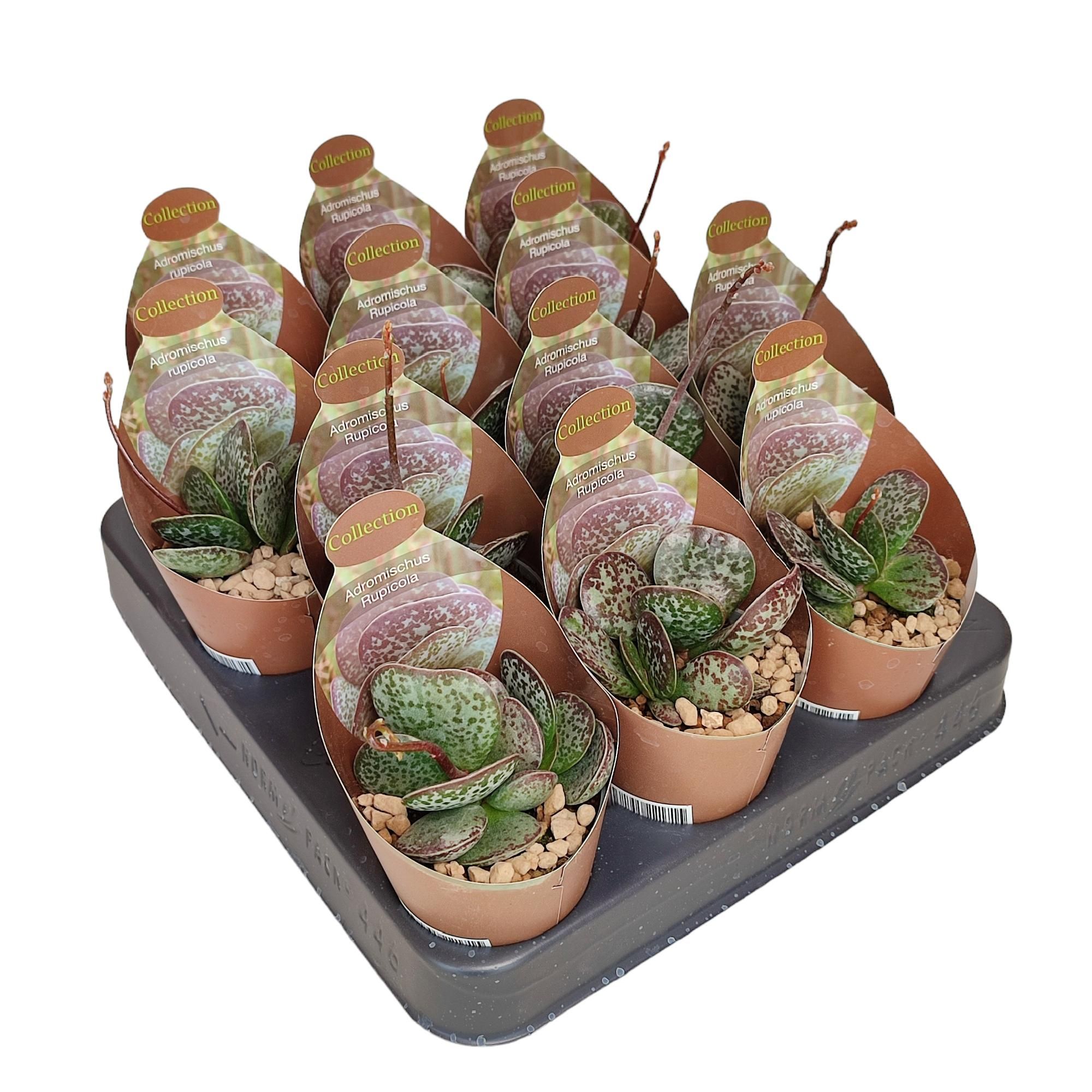 ADROMISCHUS RUPICOLA - COLLECTION WITH POTCOVER - POT Ø 6,5 (SUCCULENTEN), D 6,5