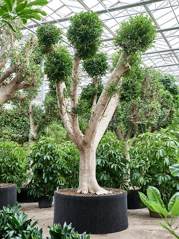 Ficus microcarpa 'Nitida', D 150
