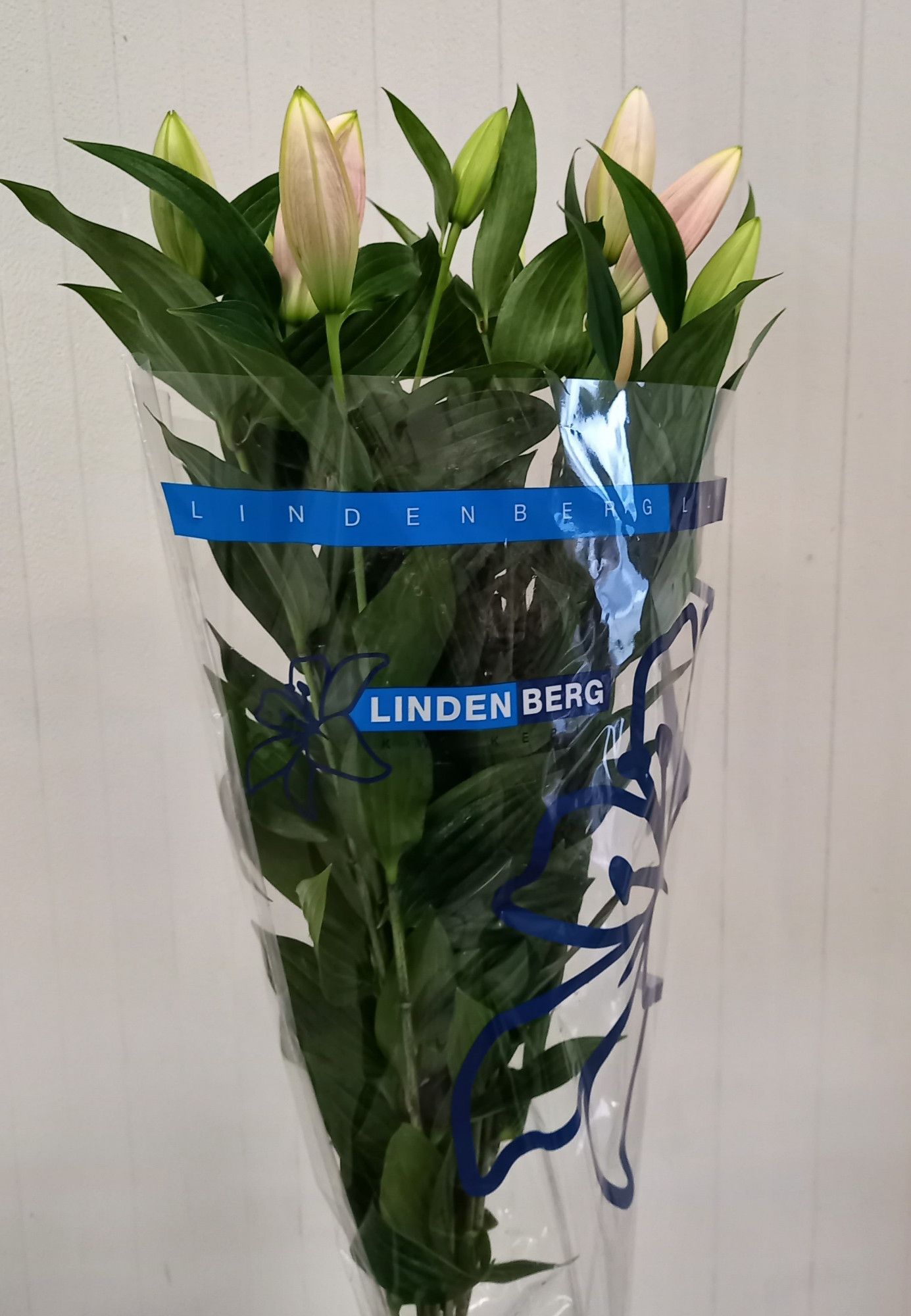 Лилия Сорбонне 60, шт.