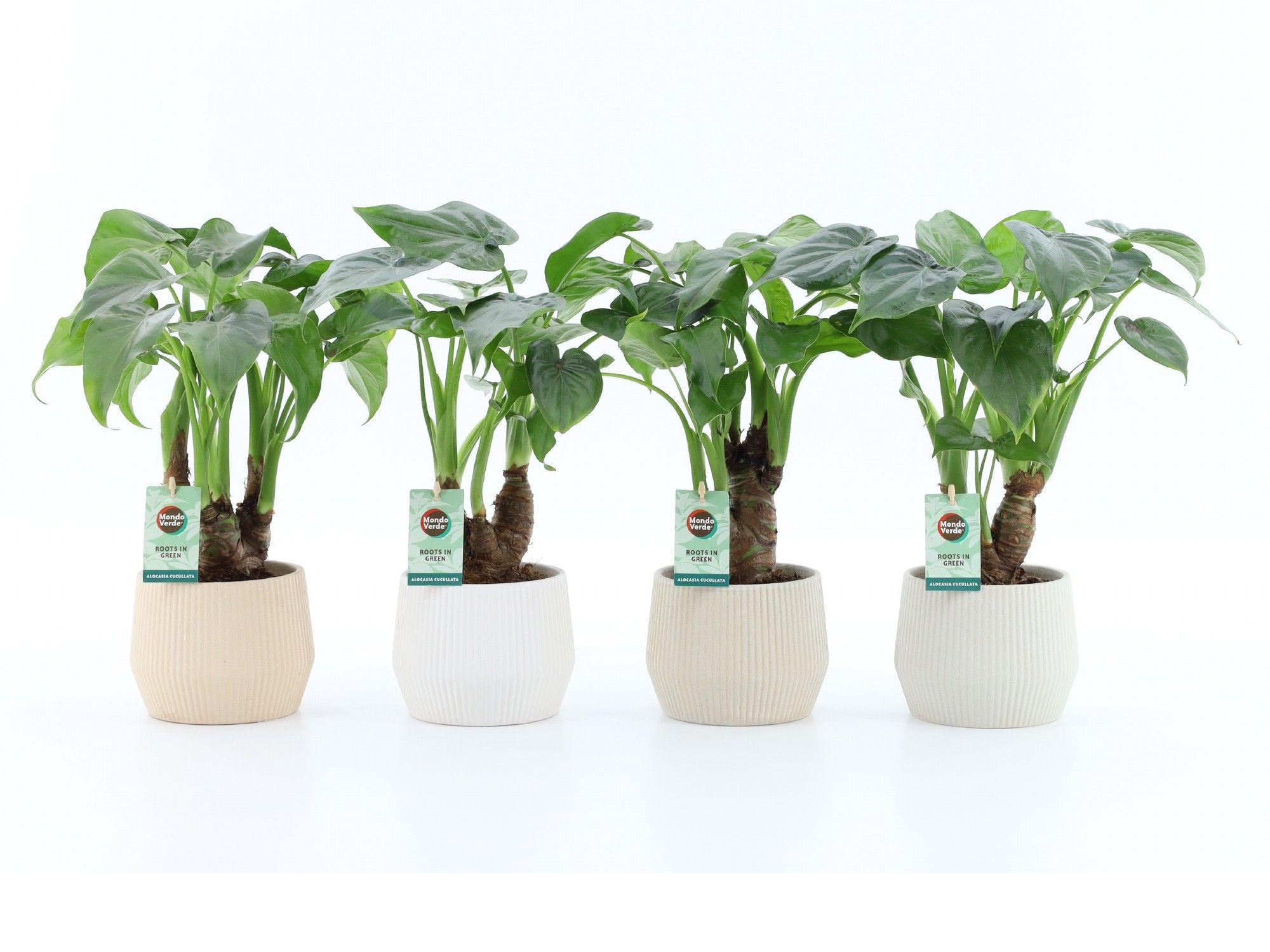 Alocasia Cucullata op stam in Sandy Keramiek, D 15 cm