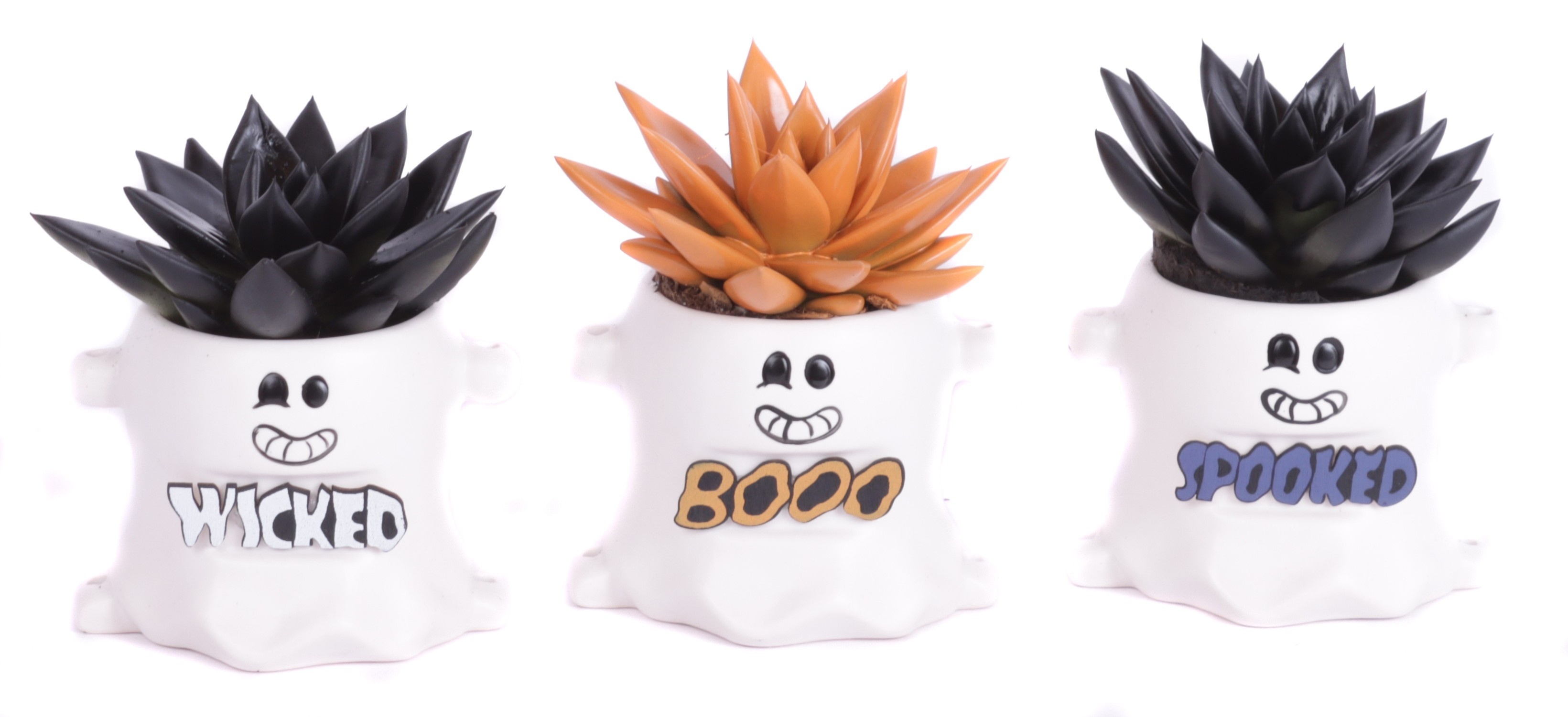 Echeveria zwart en oranje geverfd 6 cm in spooky boo planter, D 9 cm Echeveria zwart en oranje geverfd 6 cm in spooky boo planter, D 9 cm