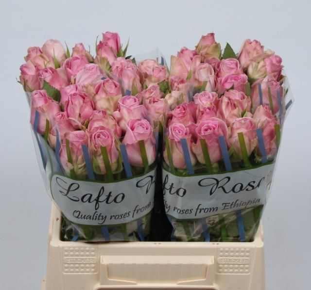 Роза од. Хайди 40, шт.