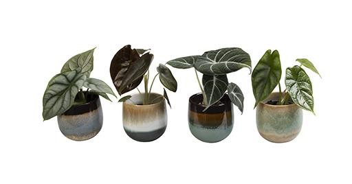 CALADIUM BICOLOR-HYBRID L 463 Caladium mix, D 6