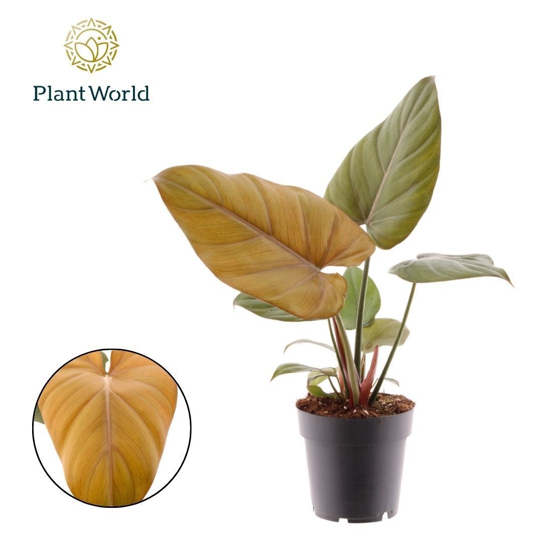 Philodendron Summer Glory, D 14 cm