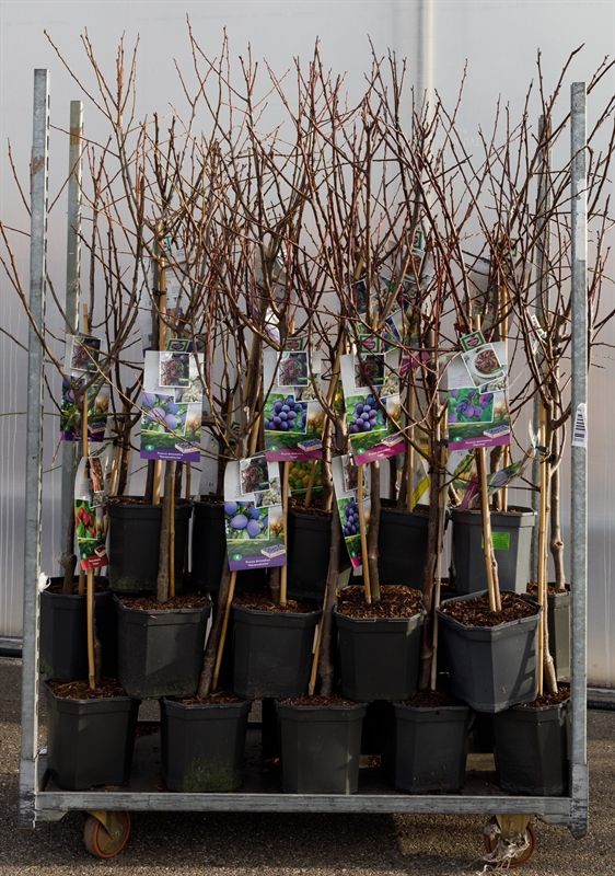 Mix CC Prunus domestica (Pruim) 29 x laagstam pruim, D 24