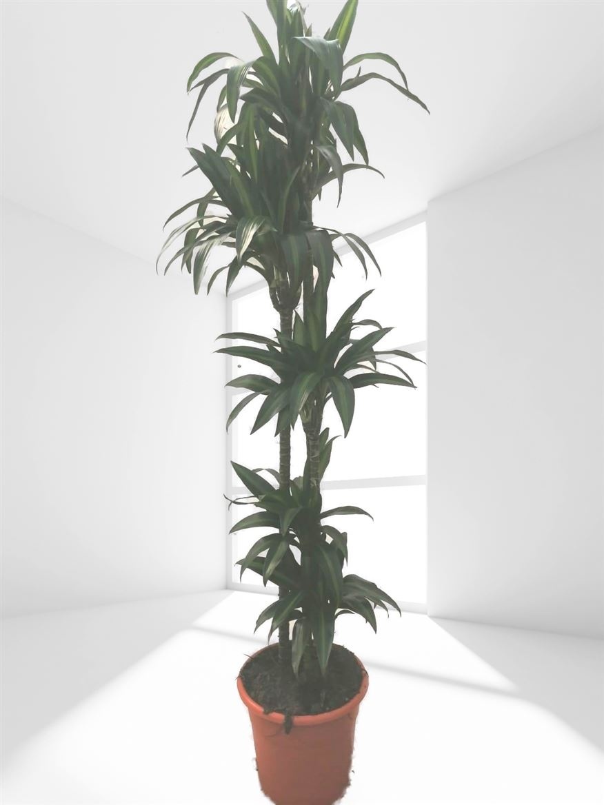 Dracaena Hawai Sunshine | 150.120.90.60.30, D 30 cm Dracaena Hawai Sunshine | 150.120.90.60.30, D 30 cm