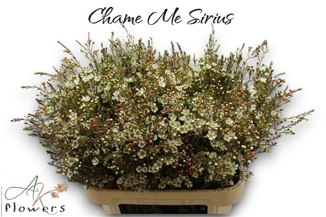 Шамелациум Сириус 80, шт.