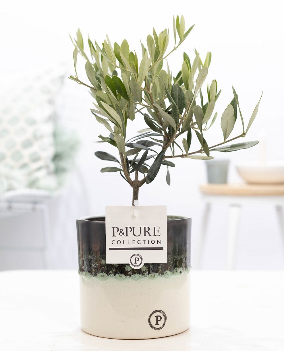 Olea Europaea in P&PURE Illusion ceramics perfectly imperfectabl, D 12