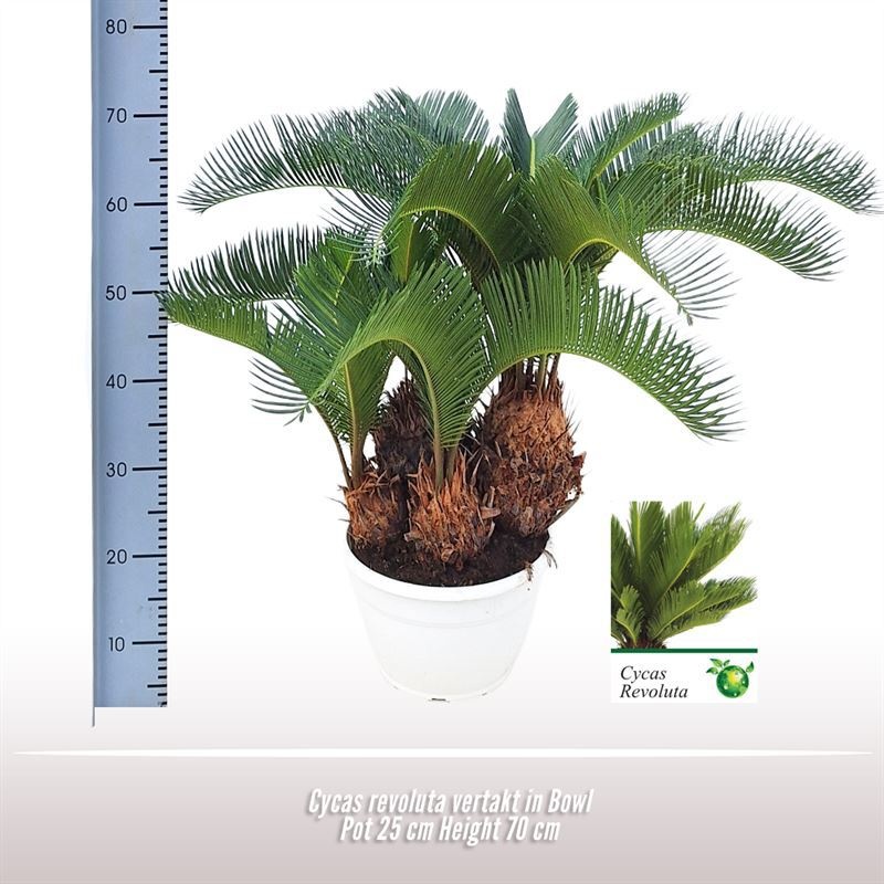 Cycas revoluta vertakt in schaal, D 25