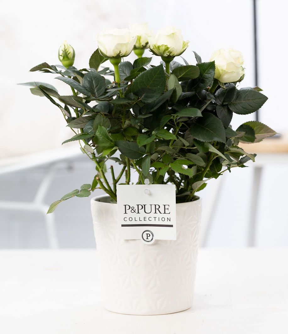 Rosa white in P&PURE Juliette ceramics white, D 12